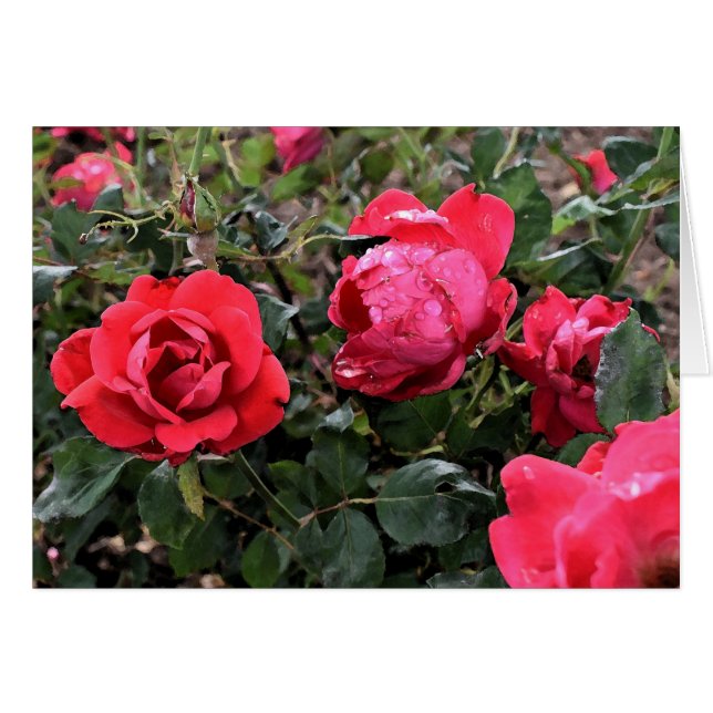 Tarjeta de felicitación para rosas (Anverso (Horizontal))