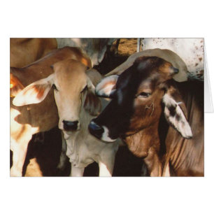 Tarjeta de felicitación para vacas blancas y marro