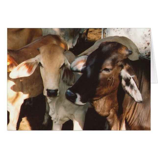 Tarjeta de felicitación para vacas blancas y marro (Anverso (Horizontal))