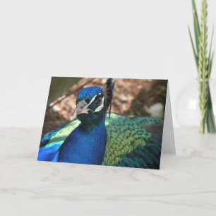 Tarjeta de felicitación Peacock