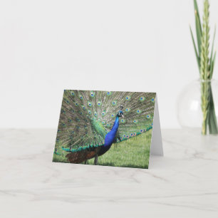 Tarjeta de felicitación Peacock