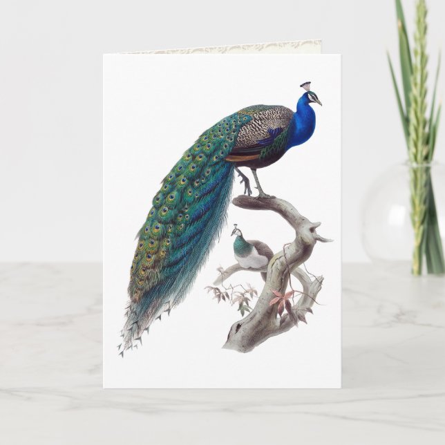 Tarjeta de felicitación Peacock Pair Natural Histo (Anverso)
