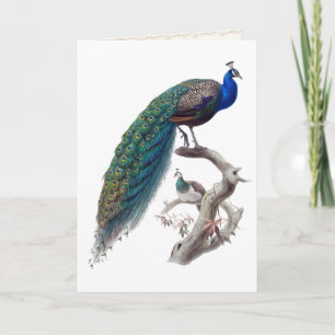 Tarjeta de felicitación Peacock Pair Natural Histo