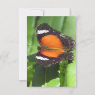 Tarjeta de felicitación plana de mariposa tropical