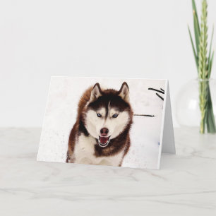 Tarjeta de felicitación plegable Husky Siberiana