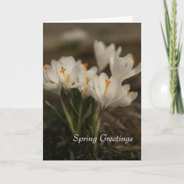Tarjeta de felicitación plegada de Crocus blanco d