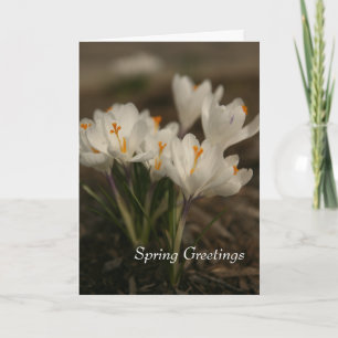 Tarjeta de felicitación plegada de Crocus blanco d