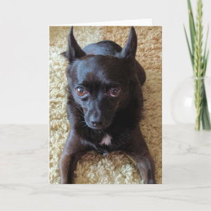 Tarjeta de felicitación plegada para perros pequeñ