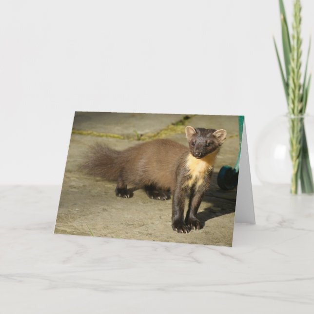 Tarjeta de felicitación plegada Pine Marten (Anverso)