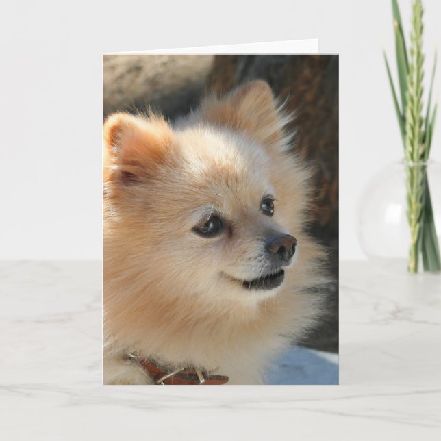 Tarjeta de felicitación pomerania (Anverso)