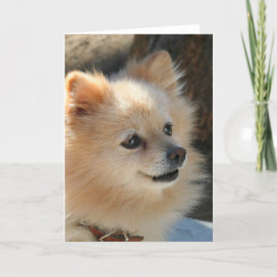 Tarjeta de felicitación pomerania