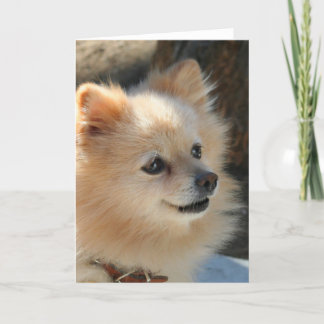 Tarjeta de felicitación pomerania