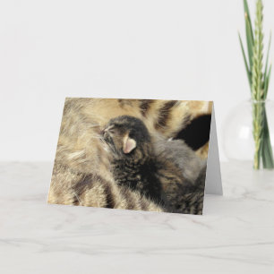 Tarjeta de felicitación por tiempo de Sweet Tabby