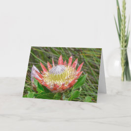 Tarjeta de felicitación - Protea en Kirstenbosch