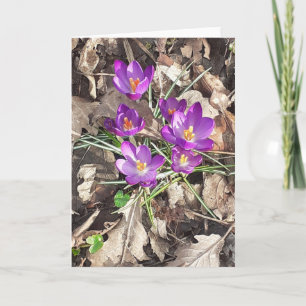 Tarjeta de felicitación Purple Crocus