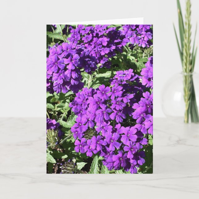Tarjeta de felicitación Purple Verbena (Anverso)