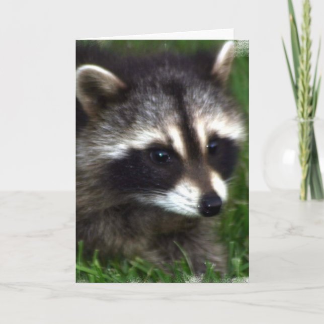 Tarjeta de felicitación Raccoon Photo (Anverso)