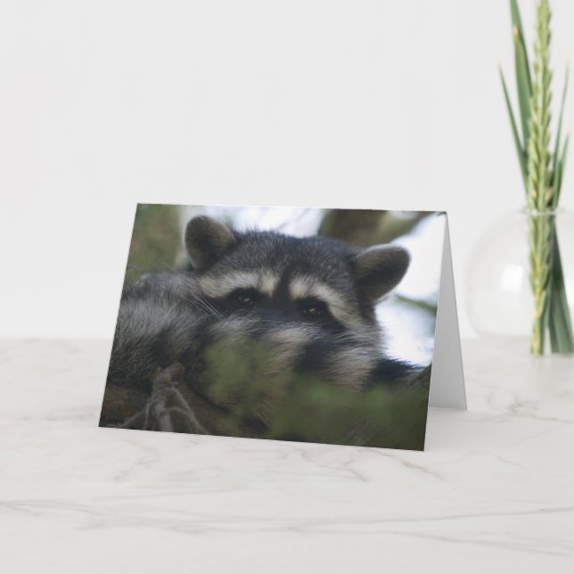 Tarjeta de felicitación: Racoon (Anverso)