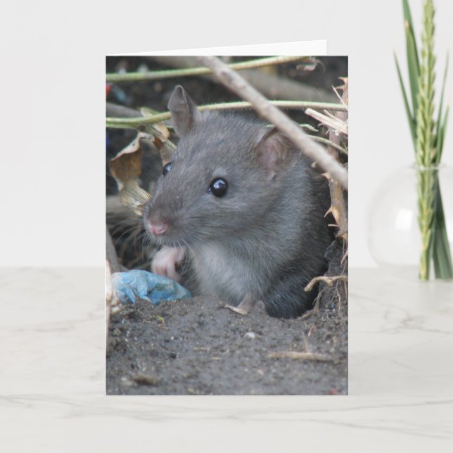 Tarjeta de felicitación Rat in a hole (Anverso)
