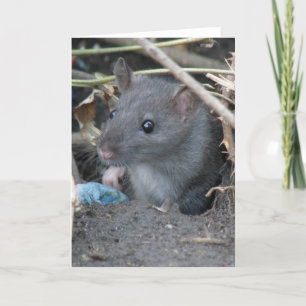 Tarjeta de felicitación Rat in a hole