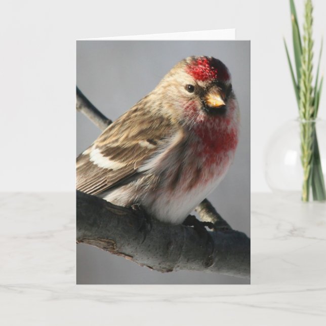 Tarjeta de felicitación Redpoll (Anverso)
