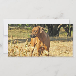 Tarjeta de felicitación Ridgeback Rhodesian
