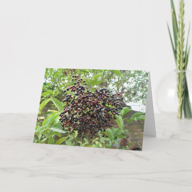 Tarjeta de felicitación Ripening Elderberries (Anverso)