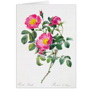 Tarjeta de felicitación Rosa Pierre-Joseph Redoute