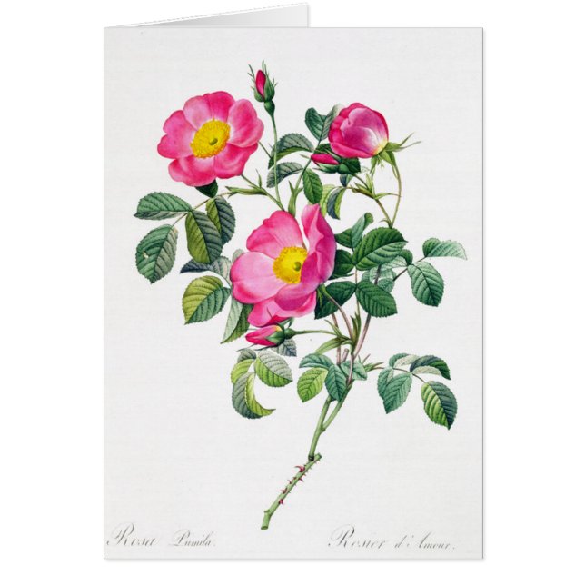 Tarjeta de felicitación Rosa Pierre-Joseph Redoute (Frente)