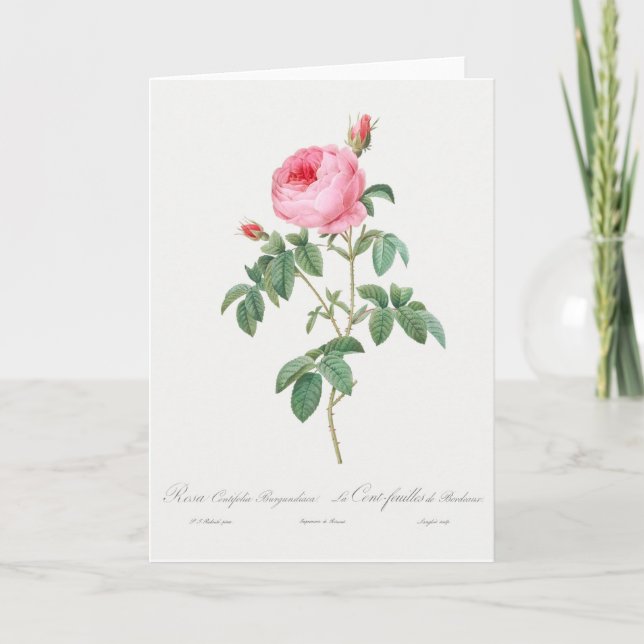 Tarjeta de felicitación Rosa Pierre-Joseph Redoute (Anverso)