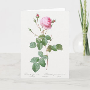 Tarjeta de felicitación Rosa Pierre-Joseph Redoute