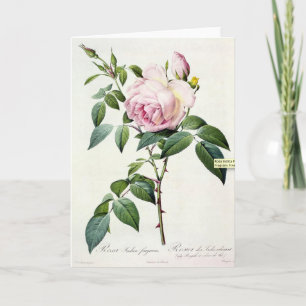 Tarjeta de felicitación Rosa Pierre-Joseph Redoute