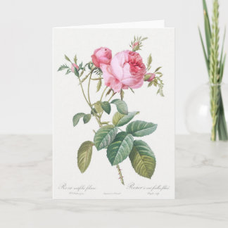 Tarjeta de felicitación Rosa Pierre-Joseph Redoute