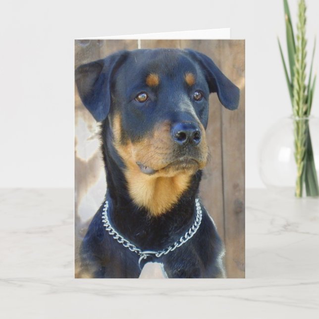 Tarjeta de felicitación Rottweiler (Anverso)