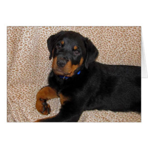 Tarjeta de felicitación Rottweiler Puppy Blank