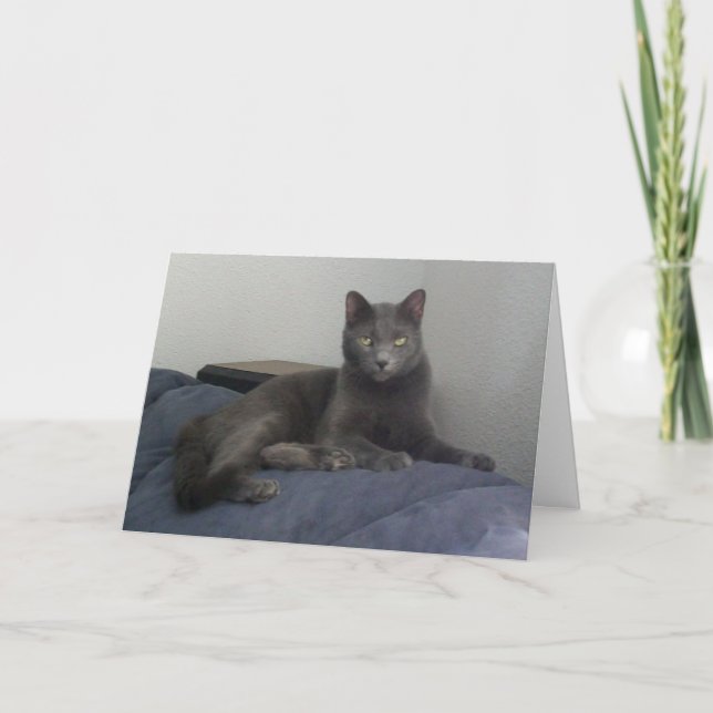 Tarjeta de felicitación rusa hermosa del gato azul (Anverso)