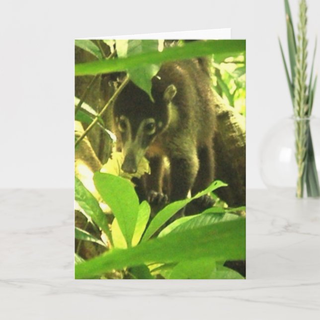 Tarjeta de felicitación salvaje del Coati (Anverso)