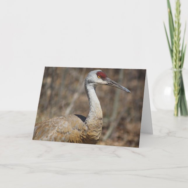 Tarjeta de felicitación Sandhill Crane. (Anverso)