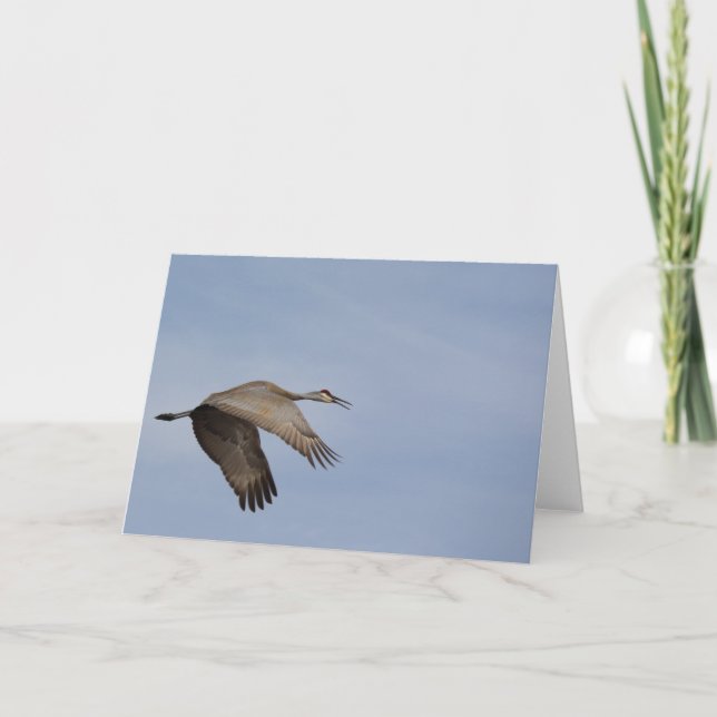 Tarjeta de felicitación Sandhill Crane (Anverso)