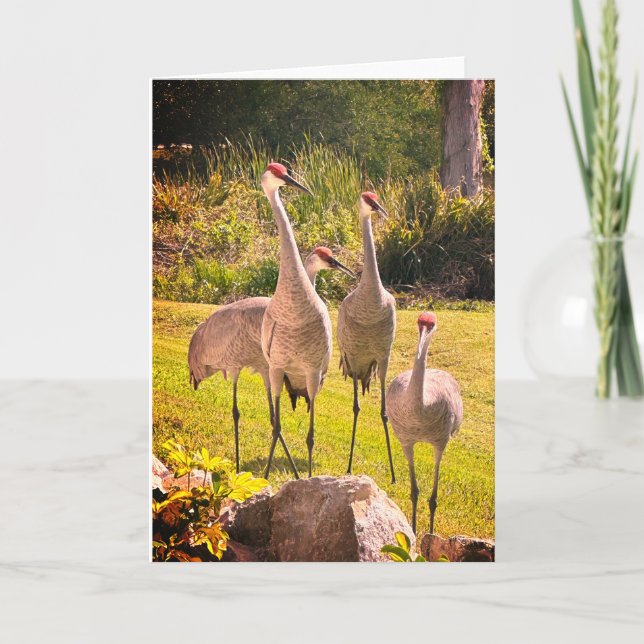 Tarjeta de felicitación Sandhill Cranes Blank (Anverso)