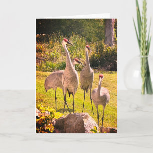 Tarjeta de felicitación Sandhill Cranes Blank