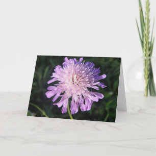 Tarjeta de felicitación scabiosa púrpura, modelabl
