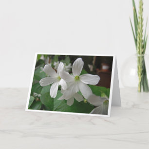 Tarjeta de felicitación Shamrock, en blanco dentro