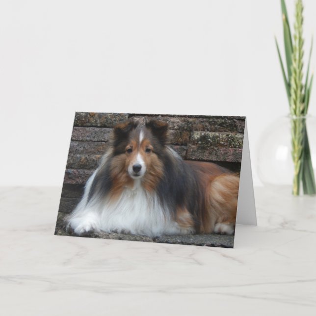 Tarjeta de felicitación Sheltie Blank (Anverso)