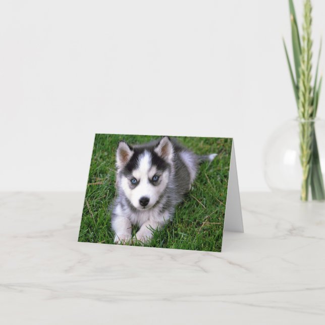 Tarjeta de felicitación Siberian Husky Puppy Dog B (Anverso)