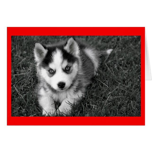 Tarjeta de felicitación Siberian Husky Puppy Dog B (Anverso (Horizontal))