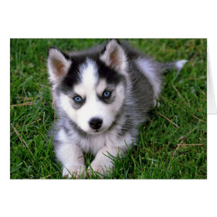 Tarjeta de felicitación Siberian Husky Puppy Dog B