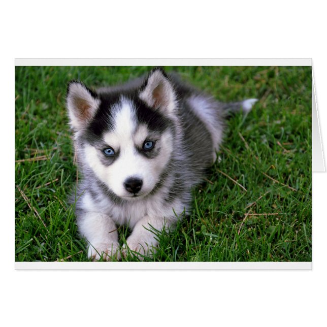 Tarjeta de felicitación Siberian Husky Puppy Dog B (Anverso (Horizontal))