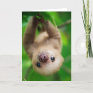 Tarjeta de felicitación Sloth