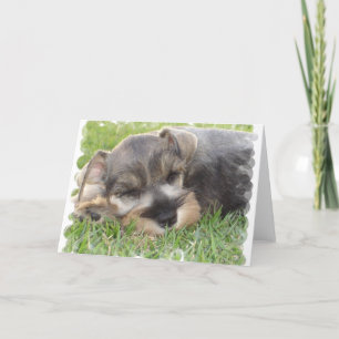 Tarjeta de felicitación Snoozing Schnauzer